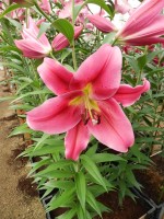 [4175 Alamosa VH No02.JPG]